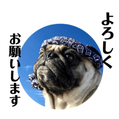 pug stamp kotora