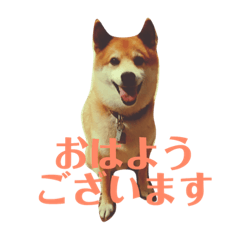 Shiba dog Taro
