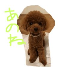 dog love massage