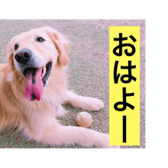 Gorlden retriever EBISU's stamp