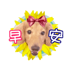汪汪四寶日常