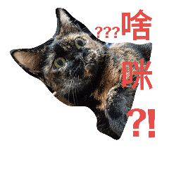 貓 (可愛的皮皮)1