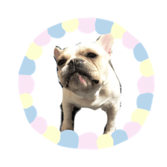 French bulldog Jhon