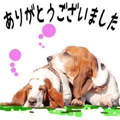 Basset hound 20(dog)