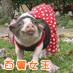 Jenny's Ponyo pigs baby