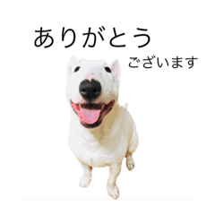 ばむの日常2 ミニチュアブルテリア Line スタンプ Line Store ばむの日常2 ミニチュアブルテリア Line スタンプ Line Store