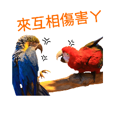 noisy parrot