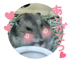 Lovely hamster Chibi and Coron