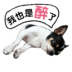 Chihuahua expression package 2