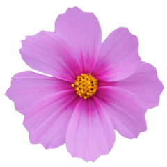 ponpon flowers