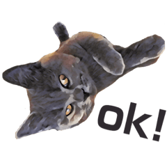 Buri. British shorthair.1