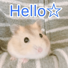 cute unique hamster