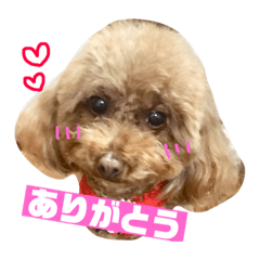 toy poodle LUNA