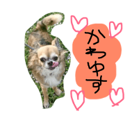 kawii kawii kotarou