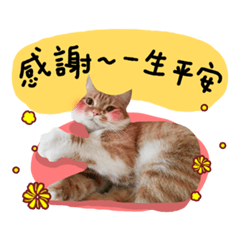 貓咪柳丁妹的日常