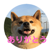 SHIBAINU WANWAN