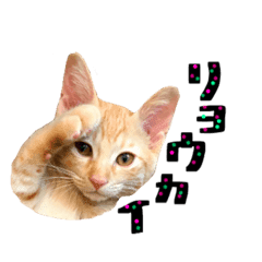 猫のきいちゃん Line スタンプ Line Store 猫のきいちゃん Line スタンプ Line Store