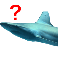 性格の良いサメ君スタンプ Line スタンプ Line Store