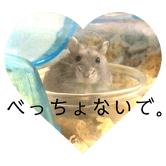 Kansai accent hamster 1