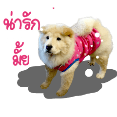 Mei Mei the chow &family