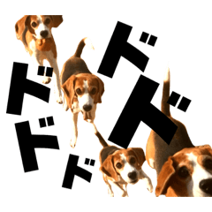 jumping beagle sango sticker