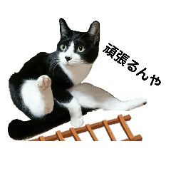 にゃーごの保護猫スタンプ