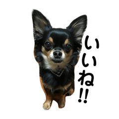 Happy Chihuahua2
