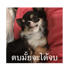 Dodo the doggo