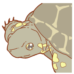 かめがたくさん Line スタンプ Line Store