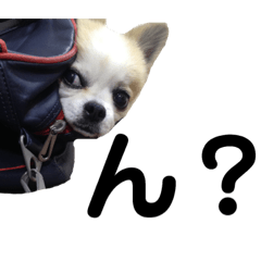 a clumsy little chihuahua