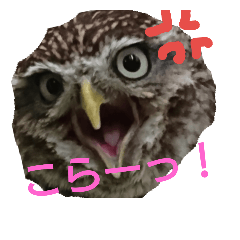 Kokin Owl 2