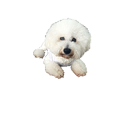 Money (Bichon)