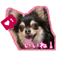 nono vo1