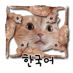 Ginger The Gingercat Korean Version 1