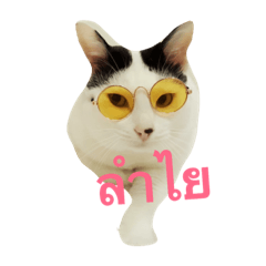 The Cat Lumlukka