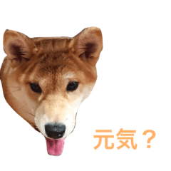 Shibamari greetings