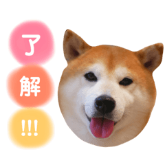 Shiba inu Korotan