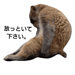 動物画像のすべて 新鮮な頑張れ 画像 動物