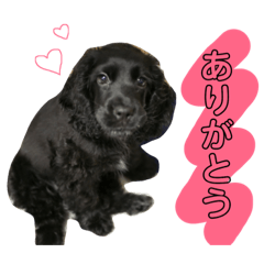 E Cocker Spaniel and Border collie