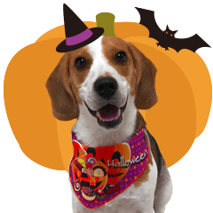 Beagle Dog Ron 2