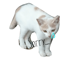 English cat chi-chan