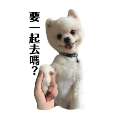 我家kuma