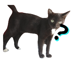 Milo cat