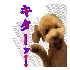 Toy poodle Maru's funny and cute sticker