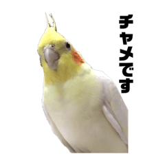 bird stamp01