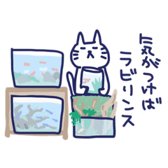 the cat is aquarist