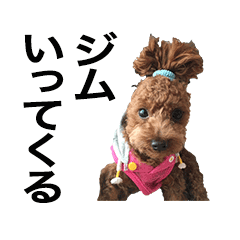 Toy Poodle Moko-tan