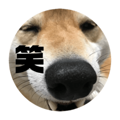 doglovekotetsu