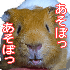 可愛いモルモットたち Line スタンプ Line Store 可愛いモルモットたち Line スタンプ Line Store