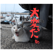 Let's go by a stray cat 2
